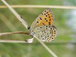 Czerwończyk uroczek (Lycaena tityrus)