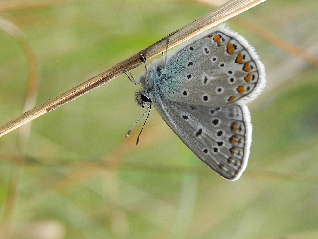 Modraszek ikar, mnogooczak ikar (Polyommatus icarus)