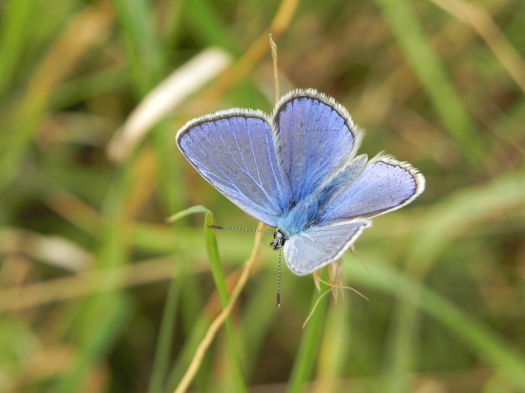 Modraszek ikar, mnogooczak ikar (Polyommatus icarus)