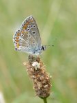 Modraszek eumedon (Aricia eumedon)