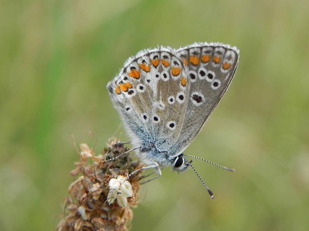 Modraszek eumedon (Aricia eumedon)