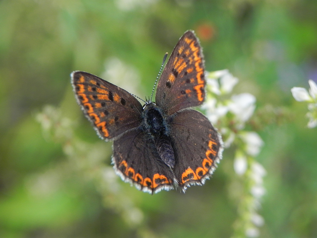 Czerwończyk zamgleniec (Lycaena alciphron)