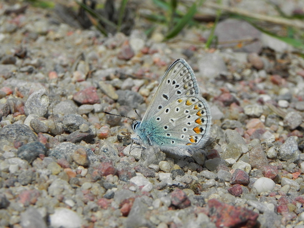 Modraszek ikar, mnogooczak ikar (Polyommatus icarus)