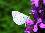 Modraszek wieszczek (Celastrina argiolus)