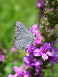 Modraszek wieszczek (Celastrina argiolus)