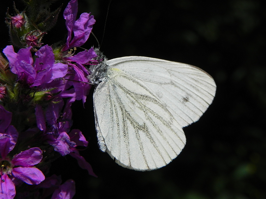 Bielinek bytomkowiec (Pieris napi)
