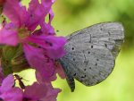 Modraszek wieszczek (Celastrina argiolus)