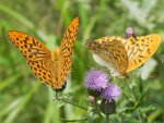 Dostojka malinowiec (Argynnis paphia)