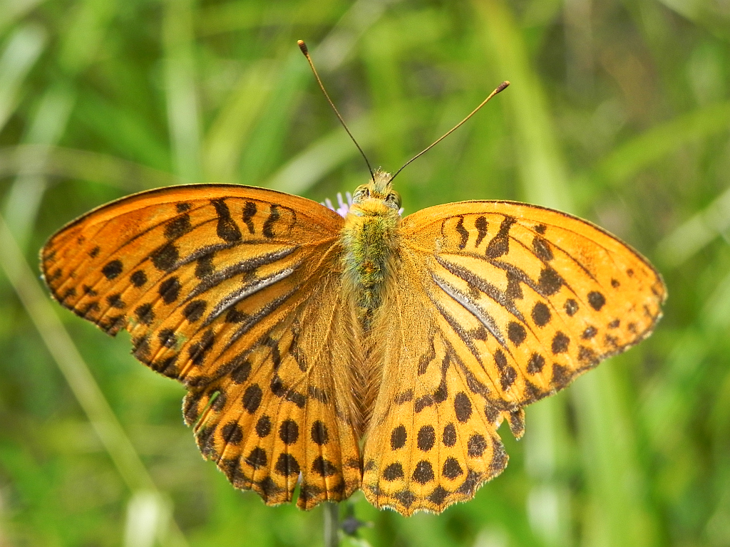 Dostojka malinowiec (Argynnis paphia)