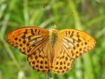 Dostojka malinowiec (Argynnis paphia)