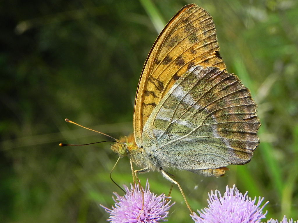 Dostojka malinowiec (Argynnis paphia)