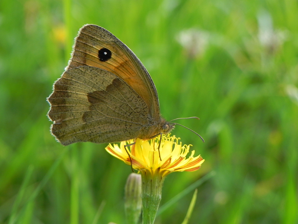 Przestrojnik jurtina (Maniola jurtina)