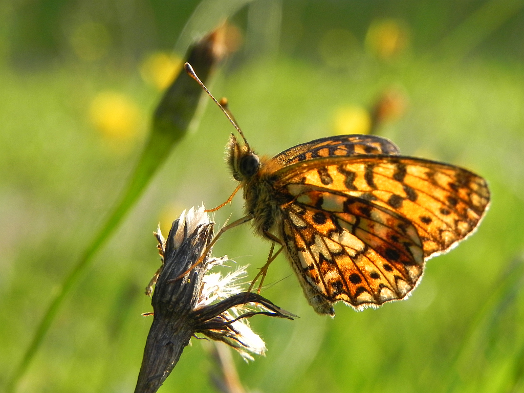 Dostojka selene (Boloria selene)