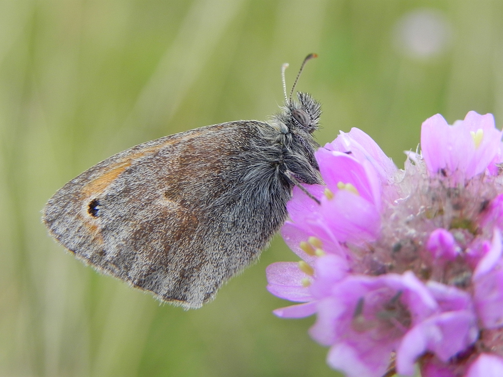 Strzępotek ruczajnik (Coenonympha pamphilus)
