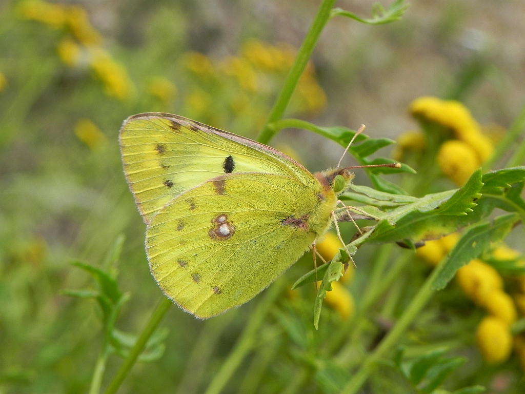 Szlaczkoń siarecznik (Colias hyale)