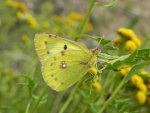 Szlaczkoń siarecznik (Colias hyale)