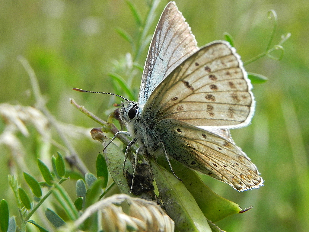 Modraszek eroides (Polyommatus eroides)