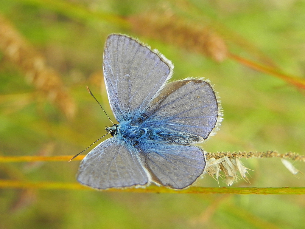 Modraszek ikar, mnogooczak ikar (Polyommatus icarus)