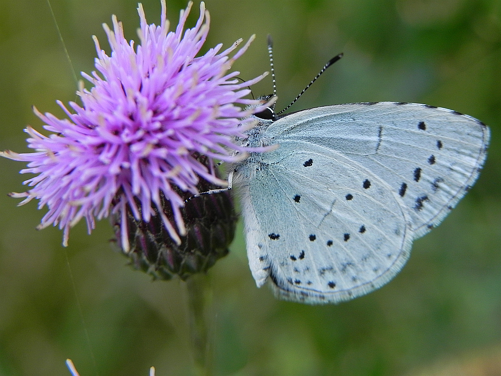 Modraszek wieszczek (Celastrina argiolus)