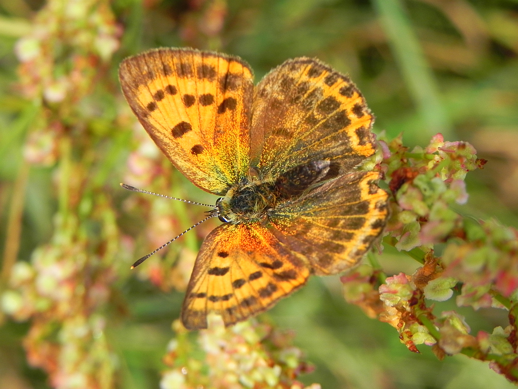 Czerwończyk dukacik (Lycaena virgaureae)