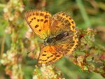 Czerwończyk dukacik (Lycaena virgaureae)