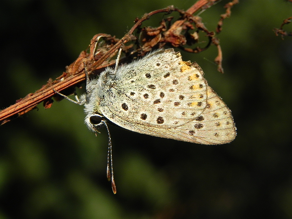 Czerwończyk uroczek (Lycaena tityrus)