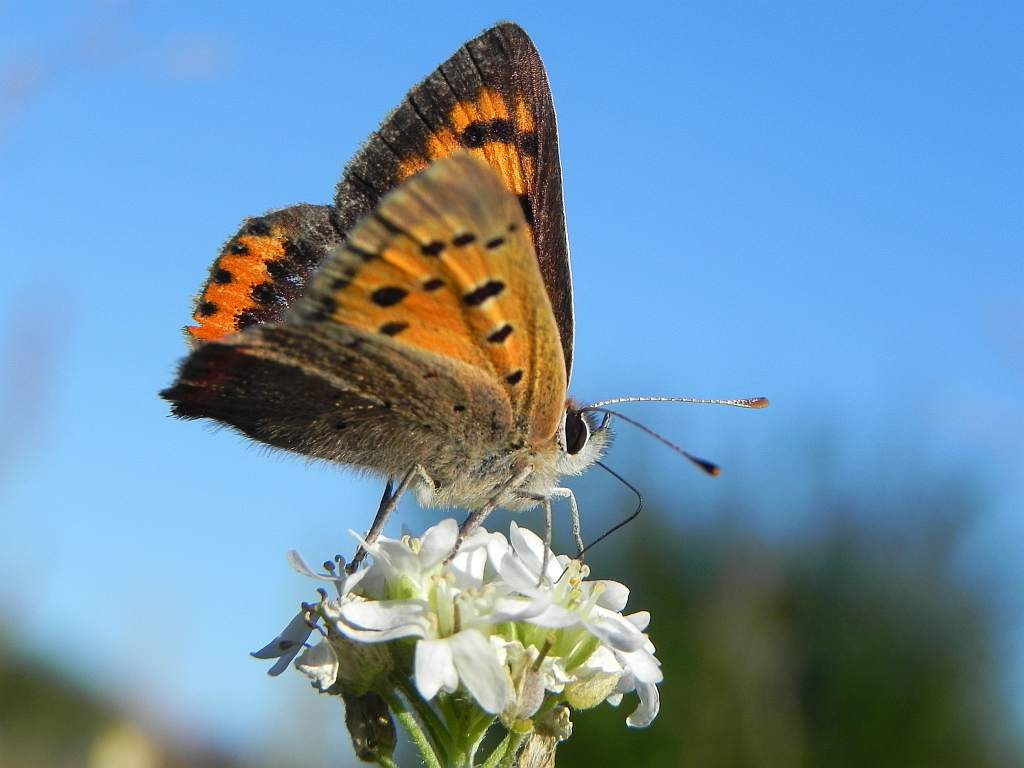 Czerwończyk żarek (Lycaena phlaeas)