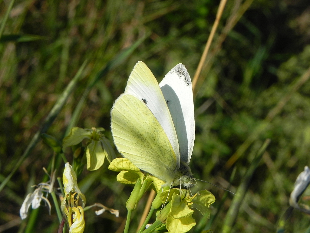 Bielinek rzepnik (Pieris rapae syn. Artogeia rapae)