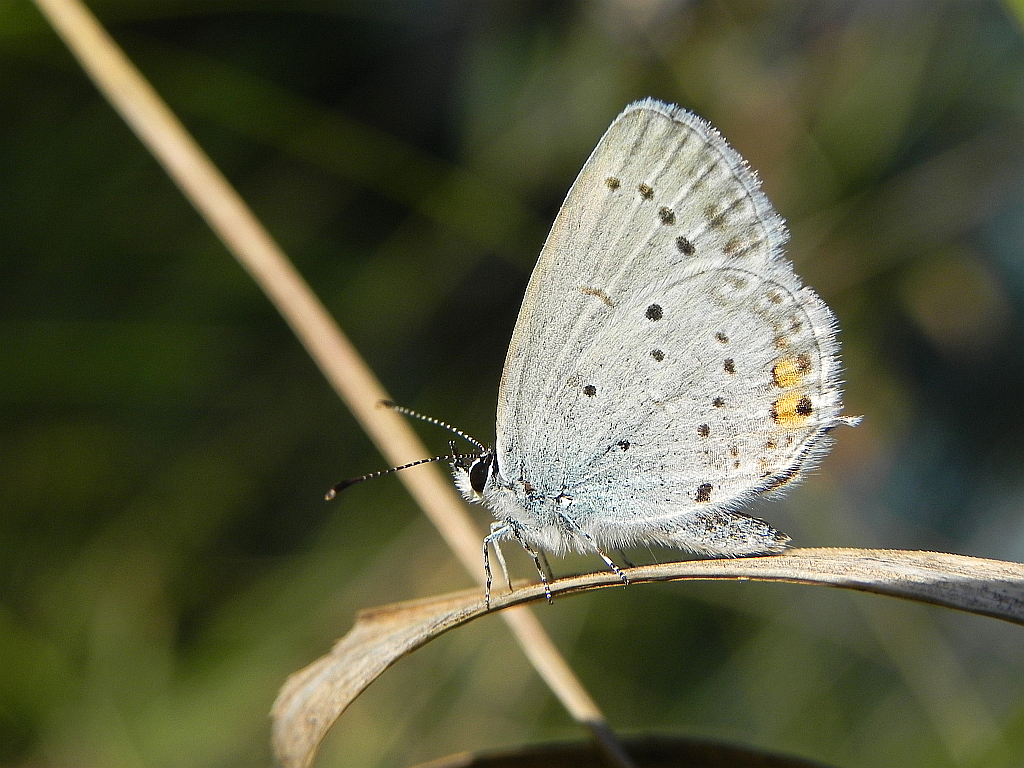 Modraszek argiades (Cupido argiades)