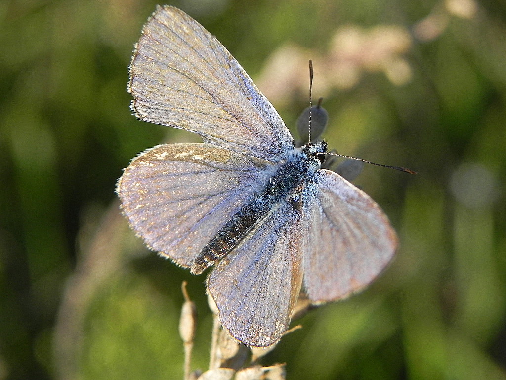 Modraszek eroides (Polyommatus eroides)