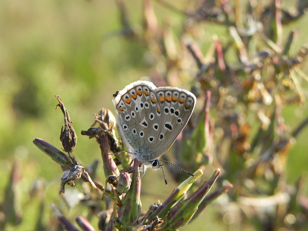 Modraszek eumedon (Aricia eumedon)