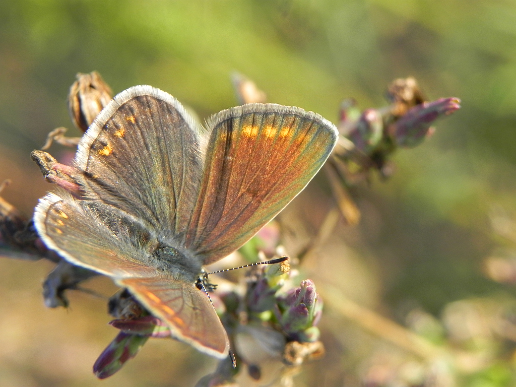 Modraszek eumedon (Aricia eumedon)