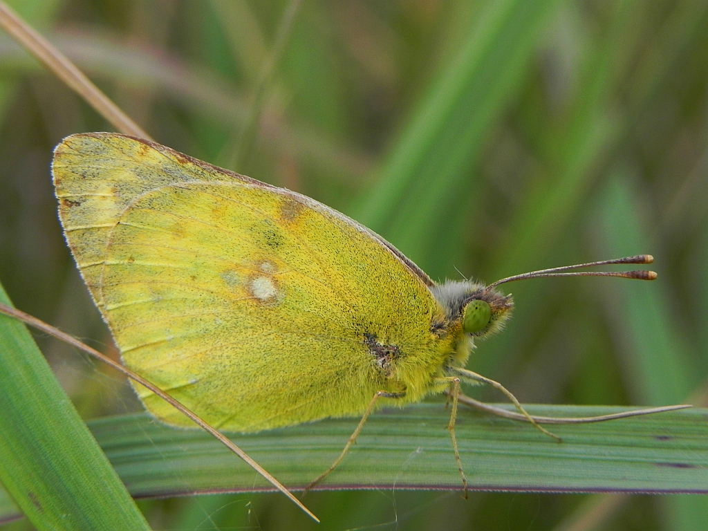Szlaczkoń siarecznik (Colias hyale)