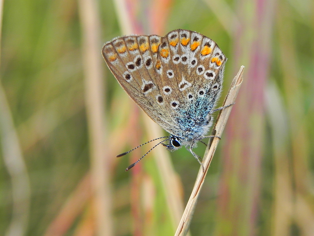 Modraszek eumedon (Aricia eumedon)