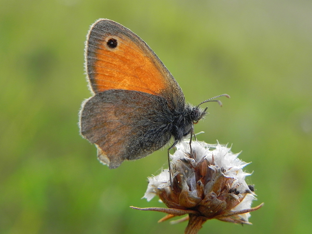 Strzępotek ruczajnik (Coenonympha pamphilus)