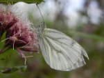 Bielinek bytomkowiec (Pieris napi)