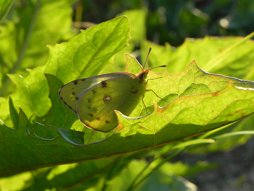 Szlaczkoń siarecznik (Colias hyale)