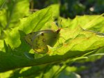 Szlaczkoń siarecznik (Colias hyale)