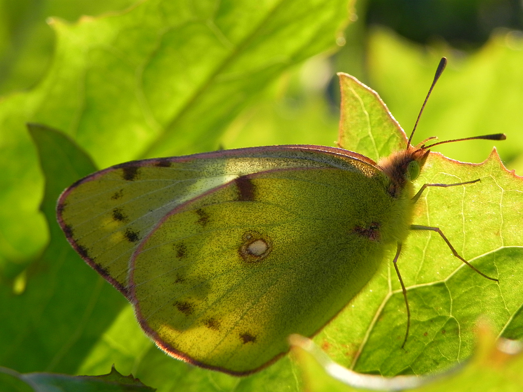 Szlaczkoń siarecznik (Colias hyale)