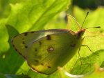 Szlaczkoń siarecznik (Colias hyale)