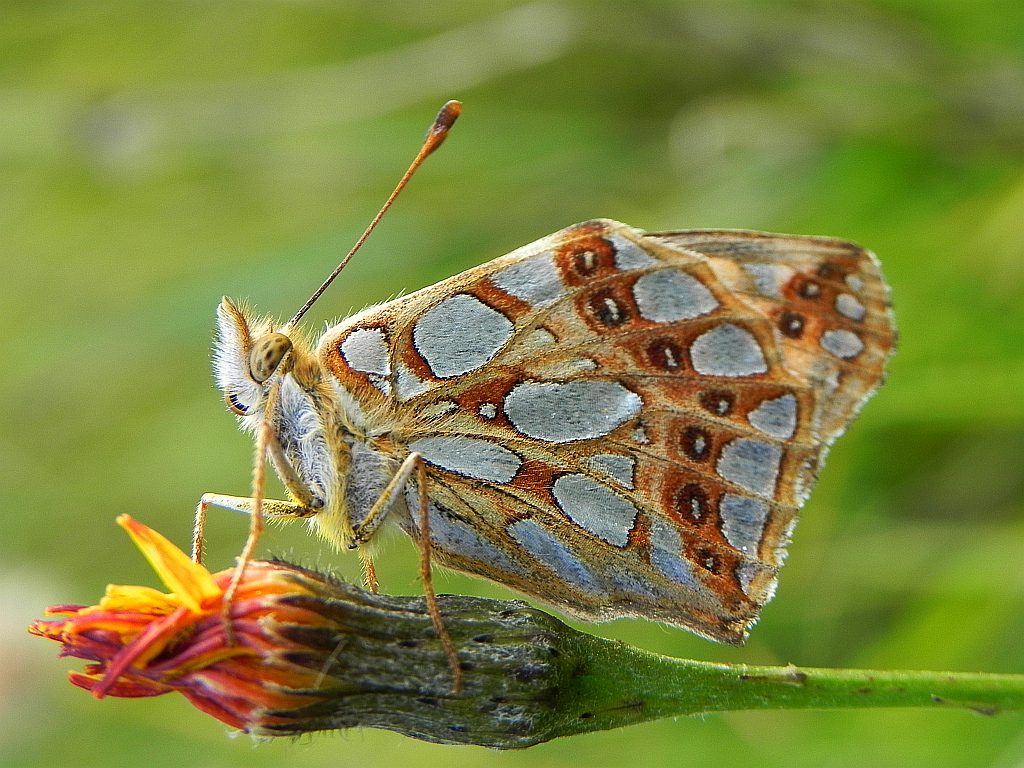 Dostojka latonia (Issoria lathonia)