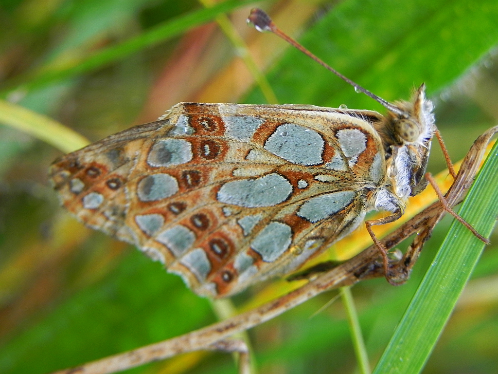 Dostojka latonia (Issoria lathonia)