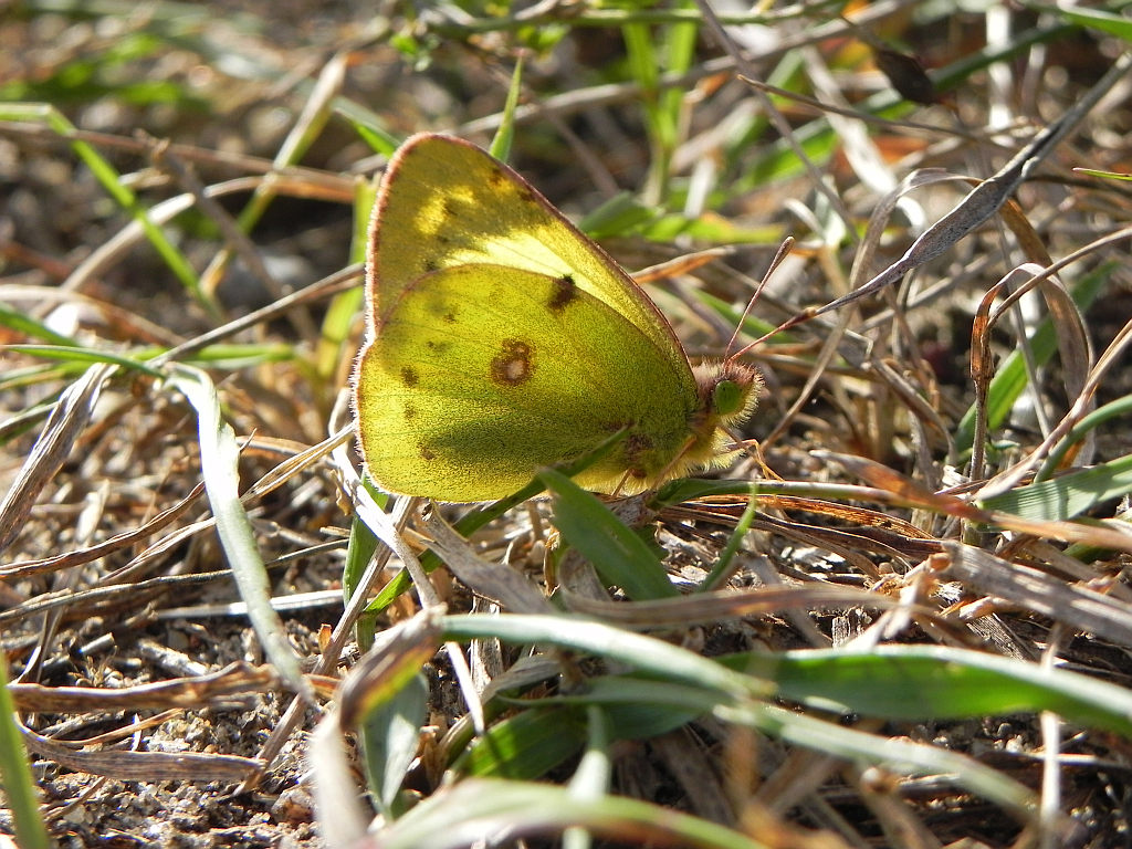 Szlaczkoń siarecznik (Colias hyale)