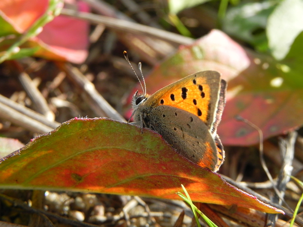 Czerwończyk żarek (Lycaena phlaeas)
