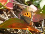 Czerwończyk żarek (Lycaena phlaeas)