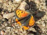 Czerwończyk żarek (Lycaena phlaeas)