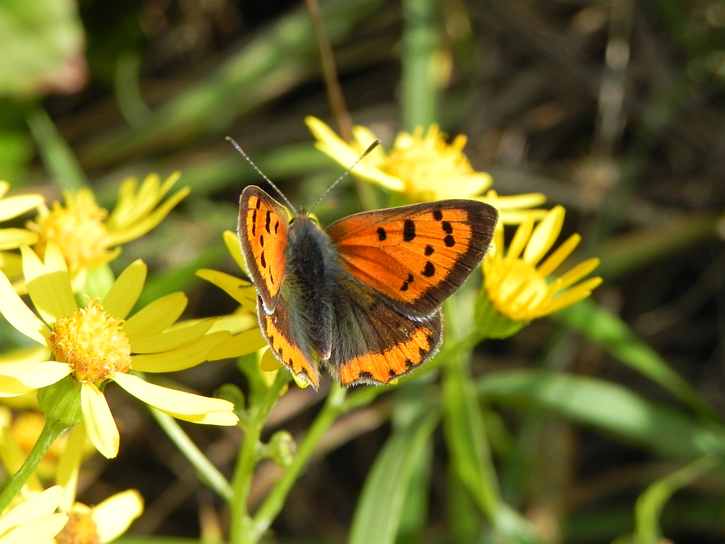 Czerwończyk żarek (Lycaena phlaeas)