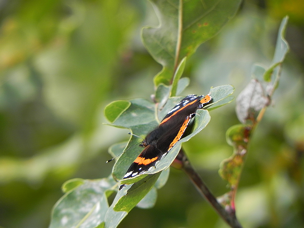 Rusałka admirał (Vanessa atalanta)
