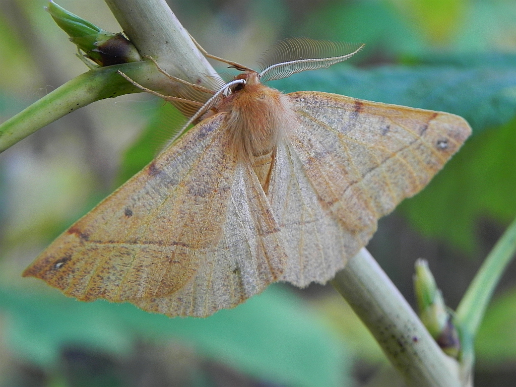 Mrzonka pierzak (Colotois pennaria)