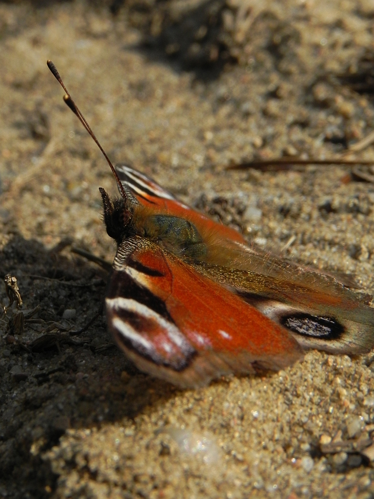 Rusałka pawik (Inachis io)